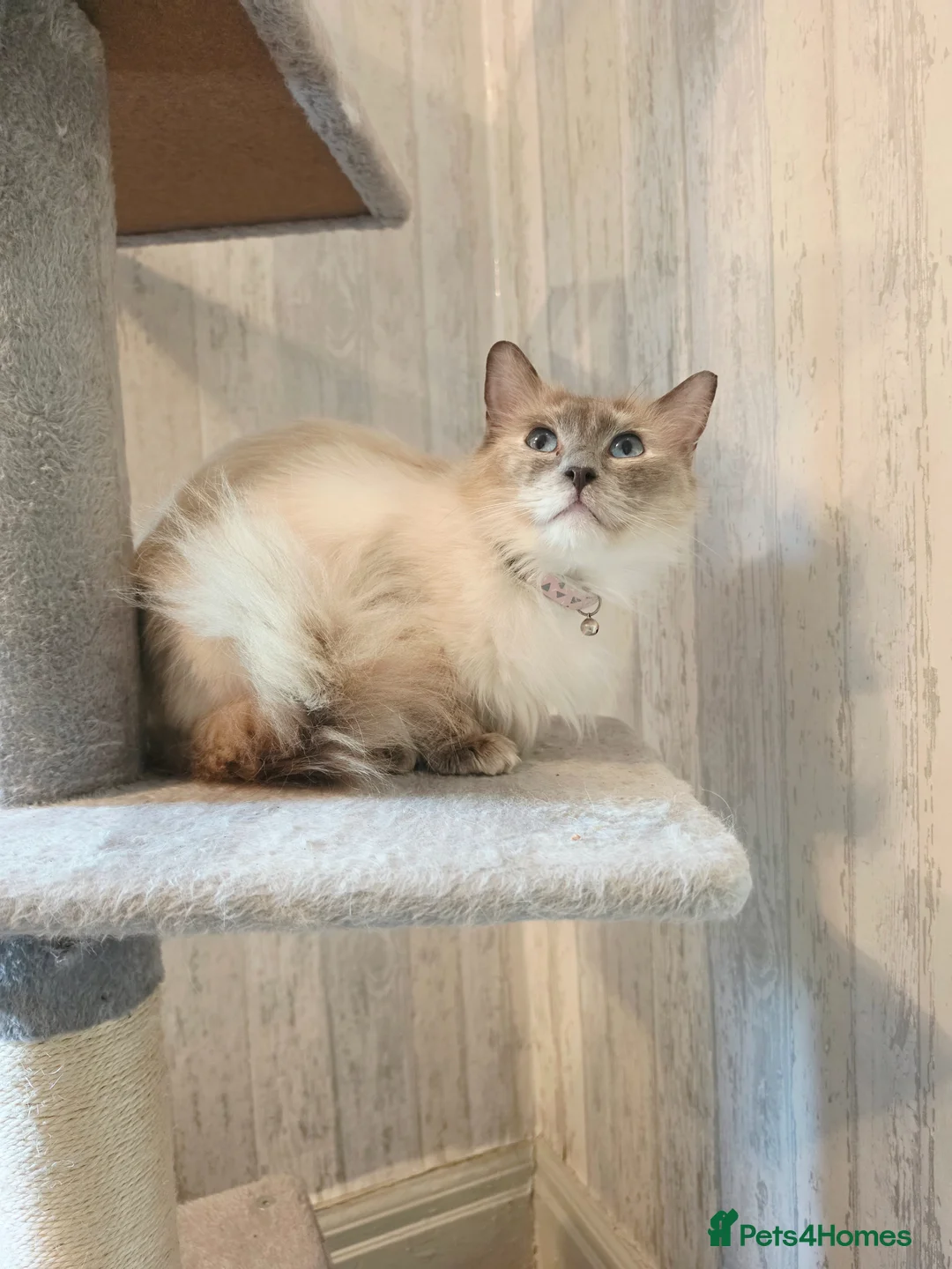 Ragdoll cats for sale: 3 Beautiful Ragdoll Cats  - Advert 11