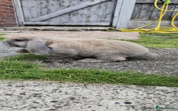 Mini Lion Lop rabbits for sale: Mini lop - Image 7