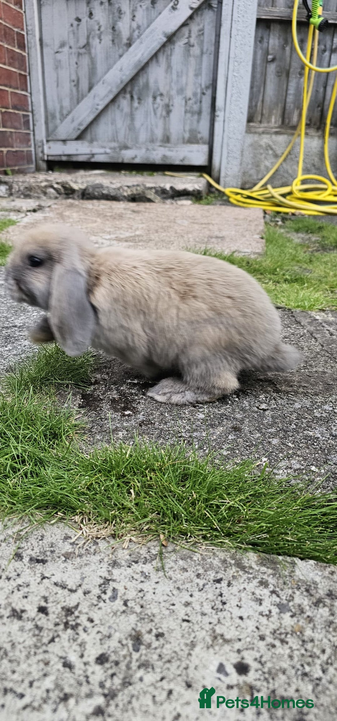 Mini Lion Lop rabbits for sale: Mini lop - Image 7