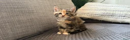 Maine Coon cats for sale: Beautiful half Maine coon kittens available.  in Bristol - Advert 4