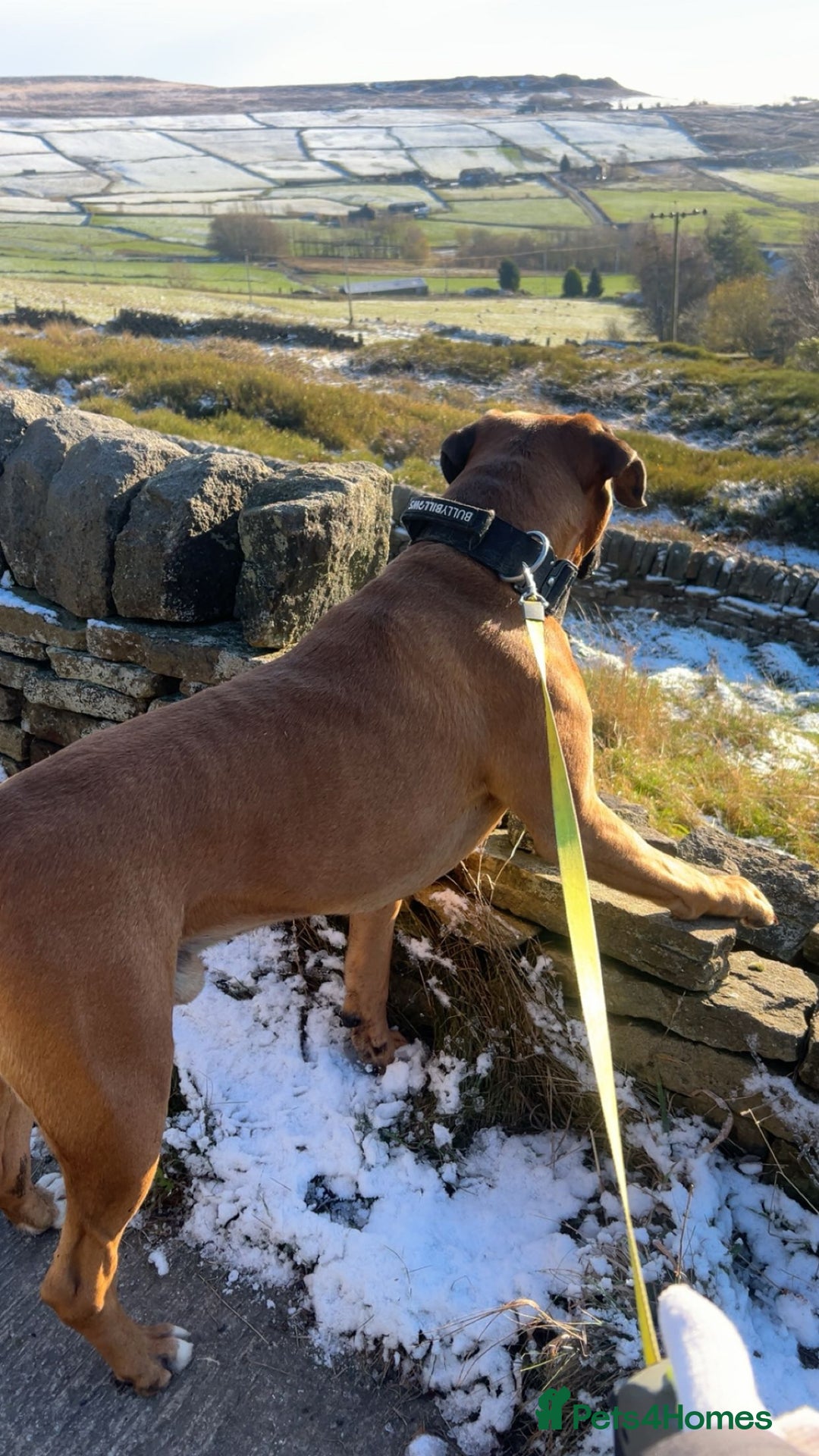 Boxer dogs for stud: Proven stud amazing temperament & health tested - Advert 7