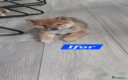 Japanese Shiba Inu dogs for sale: Gorgeous Shibas  - Image 6