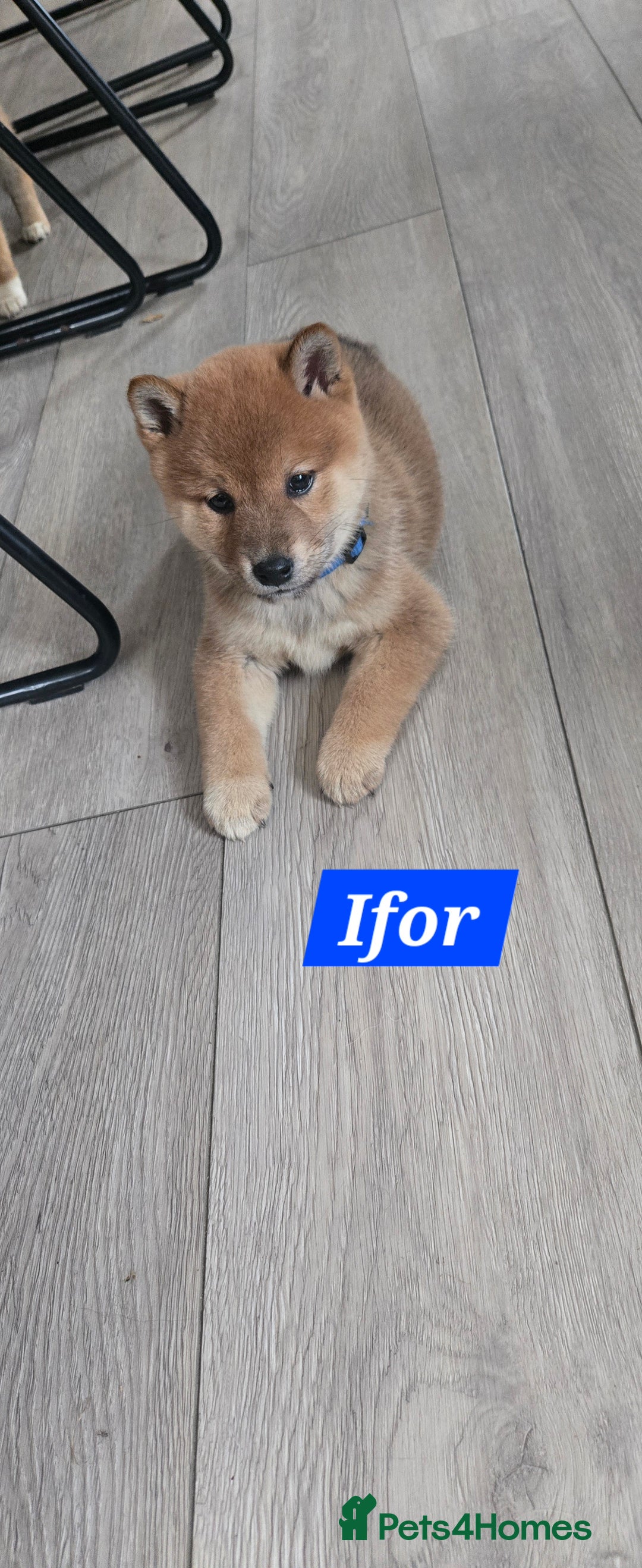Japanese Shiba Inu dogs for sale: Gorgeous Shibas  - Image 6