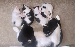 Mixed Breed cats for sale: Kittens - 2 boys 1 girl - ready to leave! - Image 19