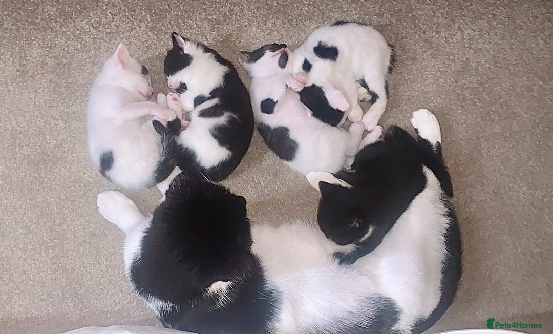 Mixed Breed cats for sale: Kittens - 2 boys 1 girl - ready to leave! - Image 19