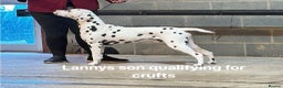 Dalmatian dogs for stud: CRUFTS QUALIFIED FOR LIFE HEALTH TESTED in Aberdare - Advert 19
