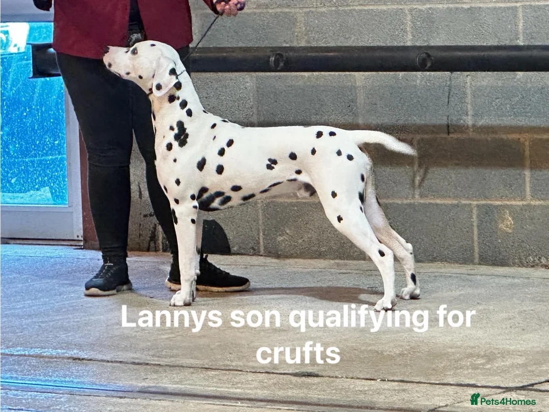Dalmatian dogs for stud: CRUFTS QUALIFIED FOR LIFE HEALTH TESTED in Aberdare - Advert 19