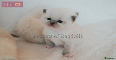 Ragdoll cats - Advert 7