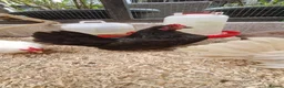 Chickens poultry for sale: 2x tamr serema hens 1 year old £60 - Advert 7
