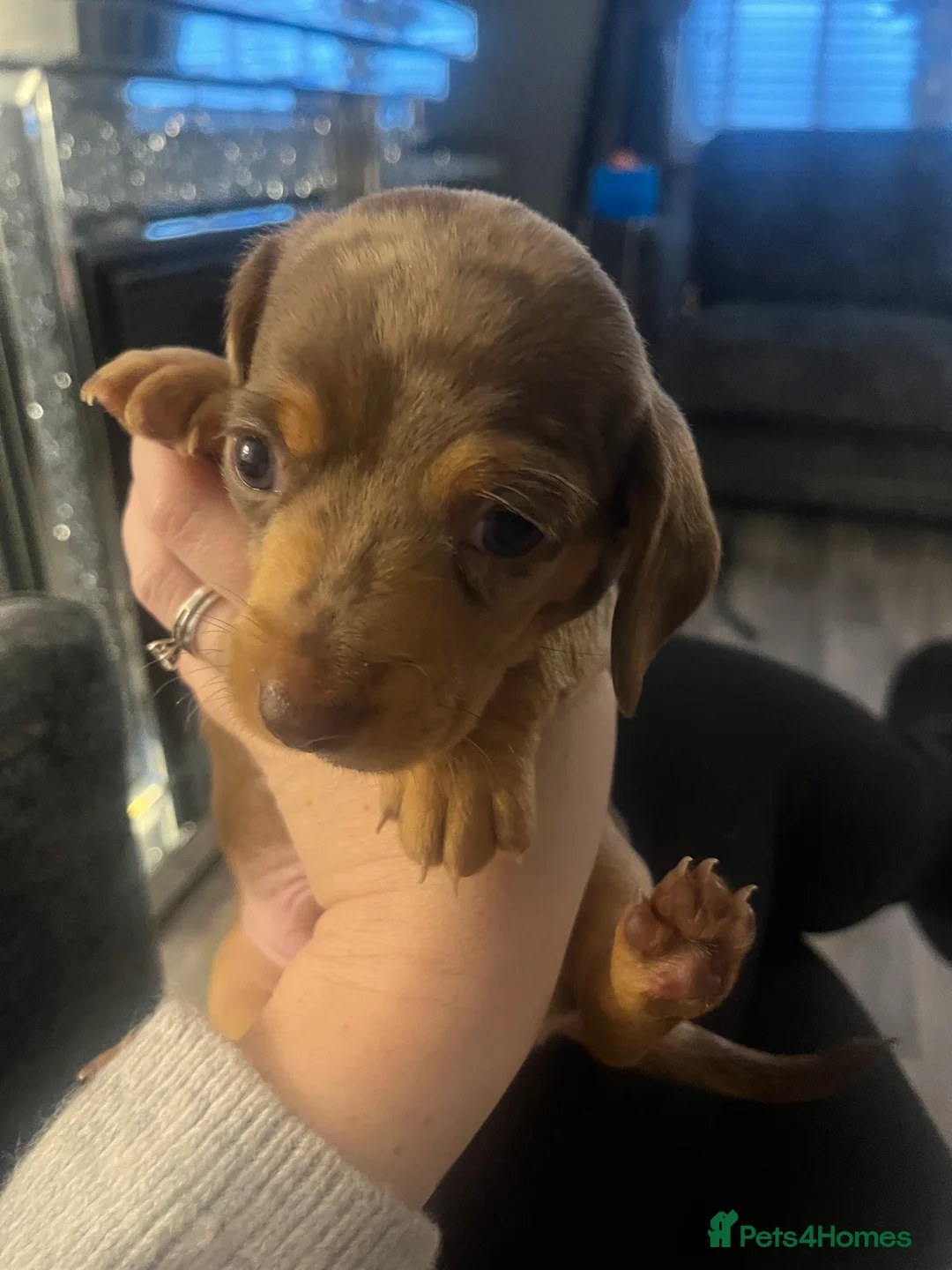 Miniature Dachshund dogs for sale: Minature Dachshunds  - Advert 15