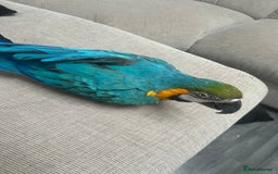 Macaws birds for sale: 6yr old Blue/Gold Wing Macaw  - Image 21