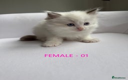 Ragdoll cats for sale: GCCF Ragdoll Kittens – Loving Homes 💕 - Image 2