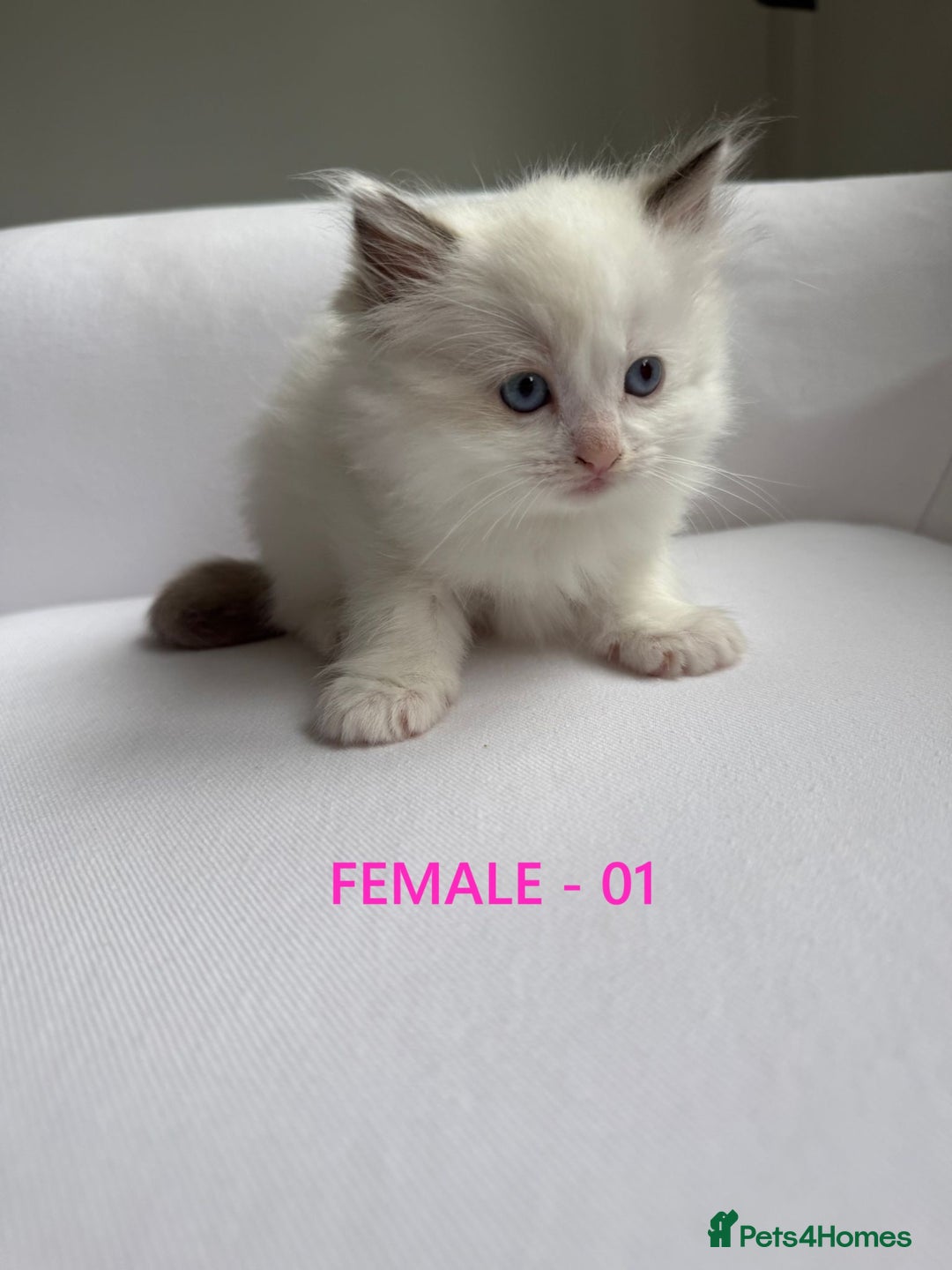 Ragdoll cats for sale: GCCF Ragdoll Kittens – Loving Homes 💕 - Image 2