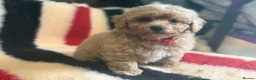 Poochon dogs for sale: Absolutely gorgeous poochon boys ready now  in Chester - Advert 10