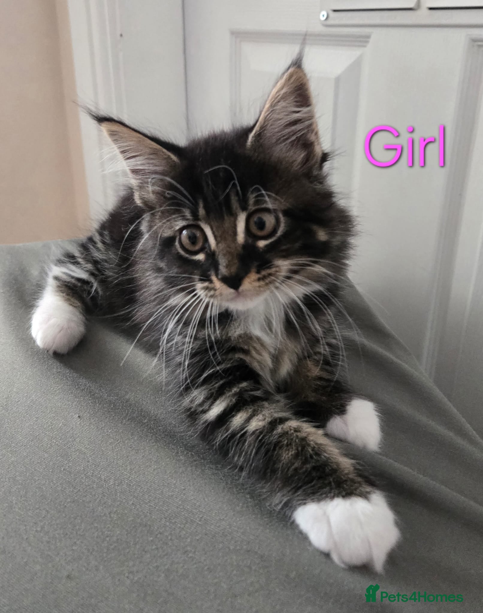 Maine Coon cats 2 Maine Coon kittens. - Advert 14