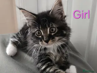 Maine Coon cats 2 Maine Coon kittens. - Advert 14