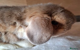 Mini Lop rabbits for sale: 2 x adult mini lop bucks - Image 14