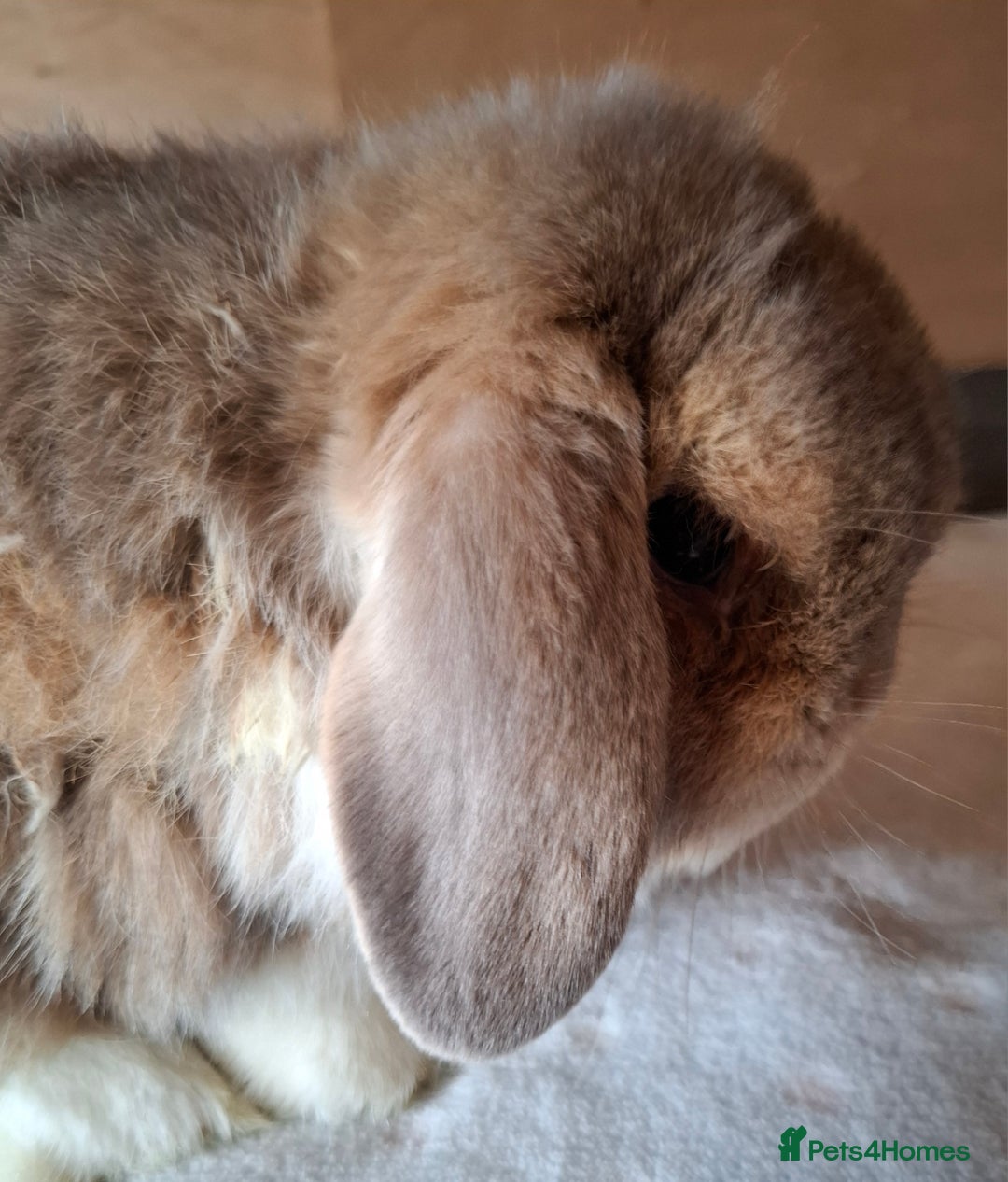Mini Lop rabbits for sale: 2 x adult mini lop bucks - Image 14