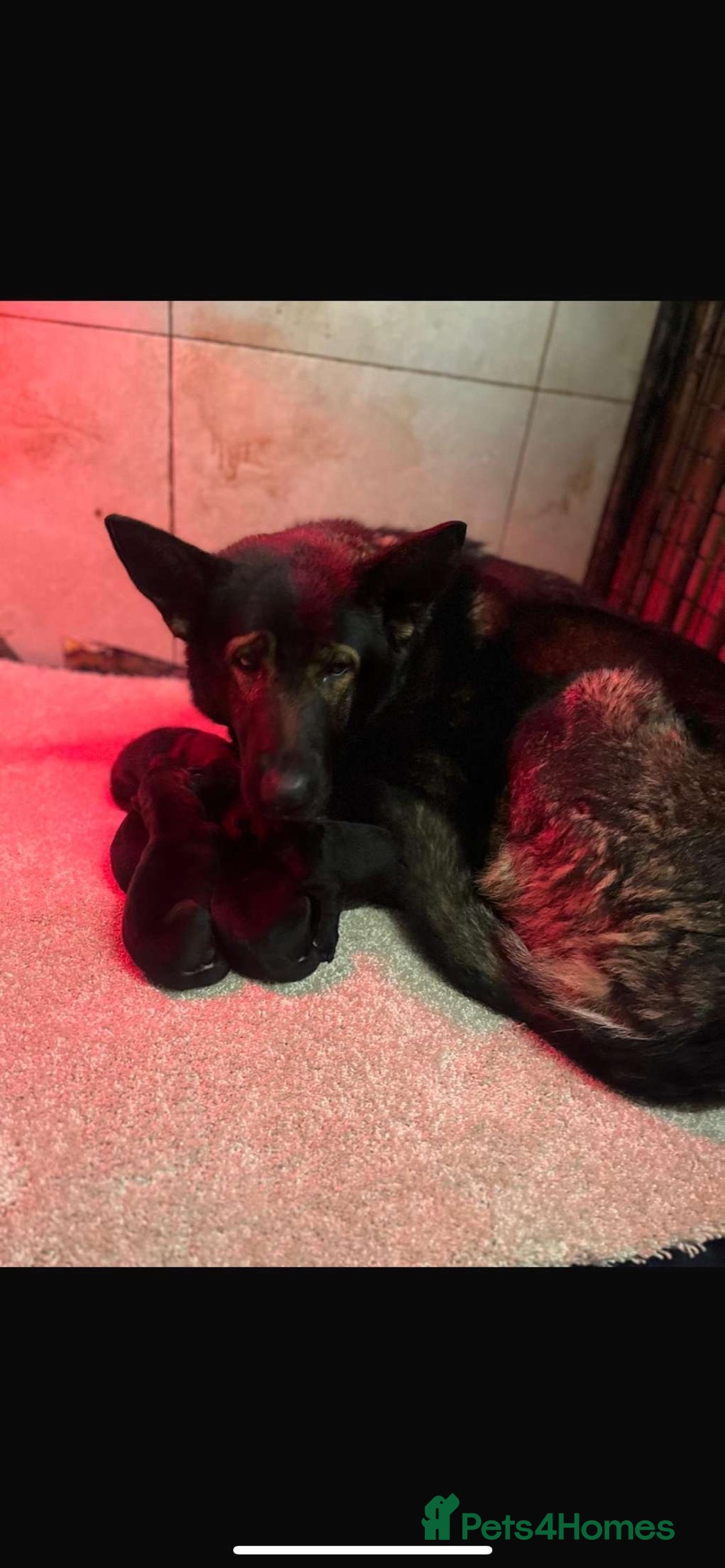 German Shepherd dogs for sale: Beautiful chunky German shepherd puppies  - Image 5