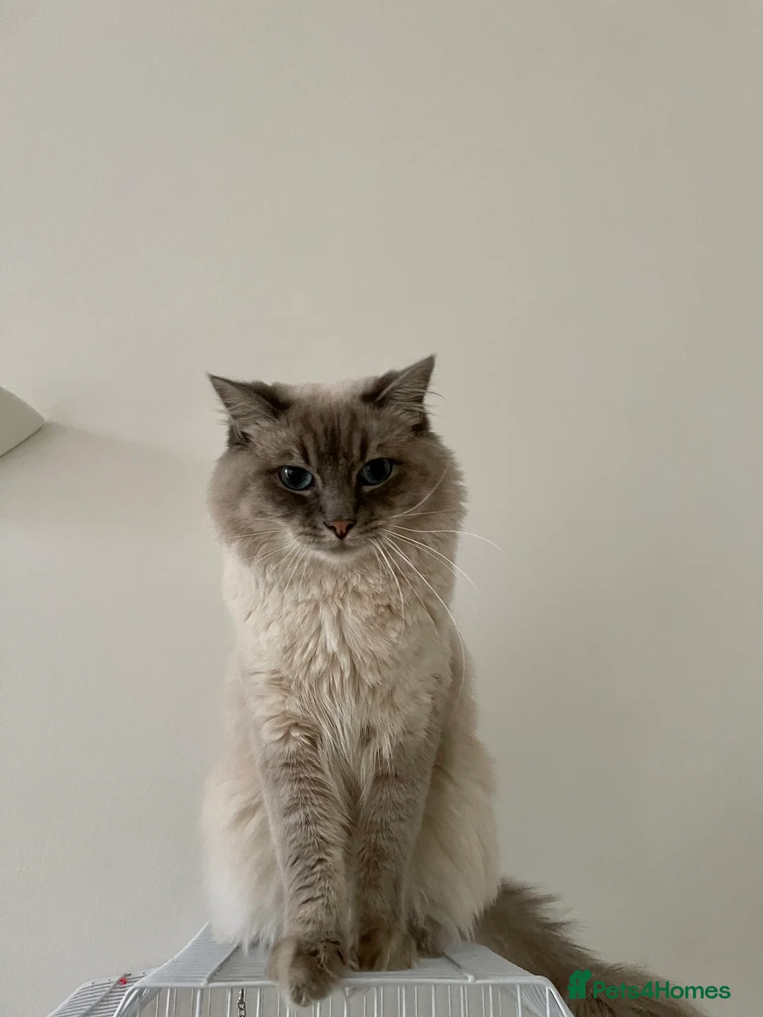 Ragdoll cats for stud: STUNNING PURE RAGDOLL - Advert 8