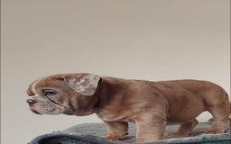 English Bulldog dogs for sale: Last English Bulldog Female - Image 5