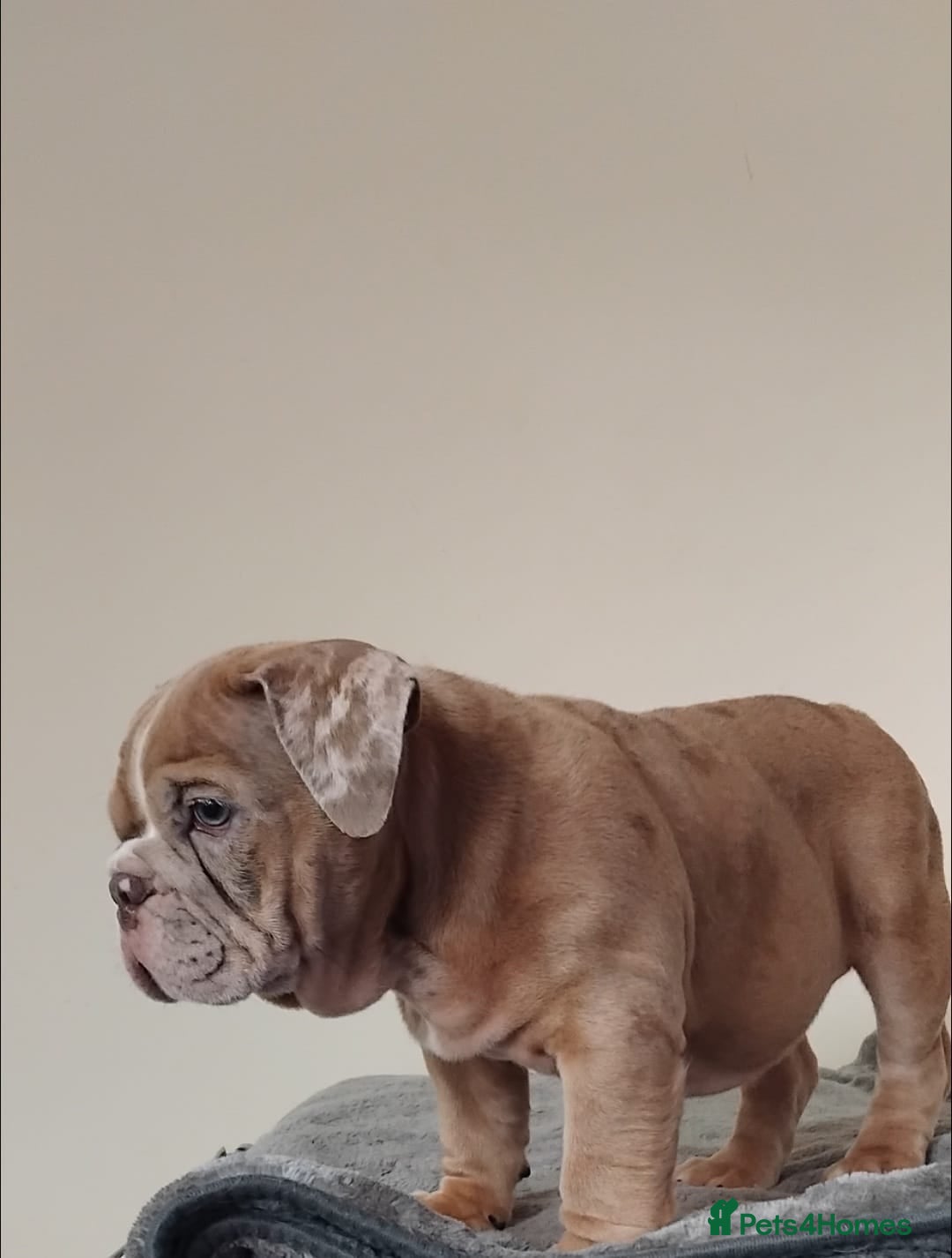 English Bulldog dogs for sale: Last English Bulldog Female - Image 5