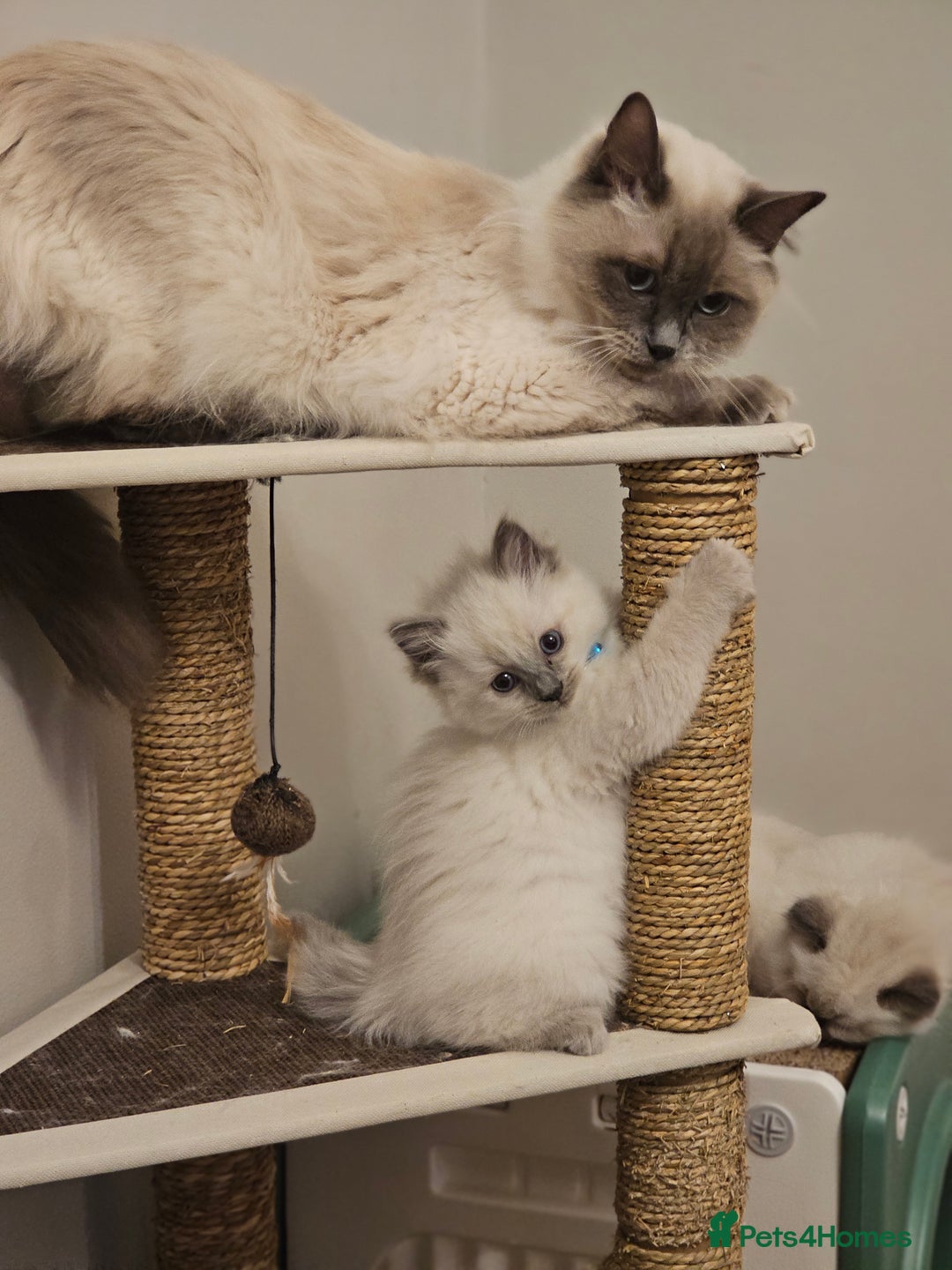 Ragdoll cats for sale: Ragdoll kittens 100% pure - Advert 1
