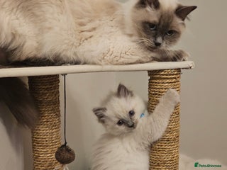 Ragdoll cats Ragdoll kittens 100% pure - Advert 1
