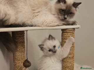Ragdoll cats Ragdoll kittens 100% pure - Advert 10