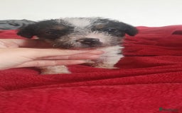 Jack Russell dogs for sale: Jack Russell puppies  - Image 6