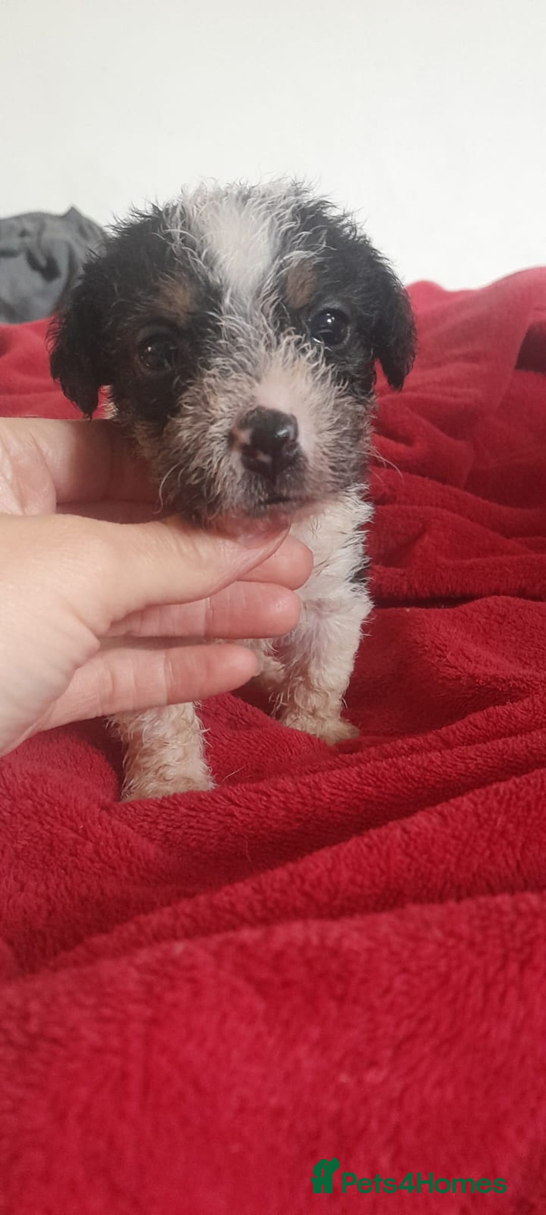 Jack Russell dogs for sale: Jack Russell puppies  - Image 6