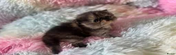 Persian cats for sale: Exotic long hair Persian kittens - Advert 12