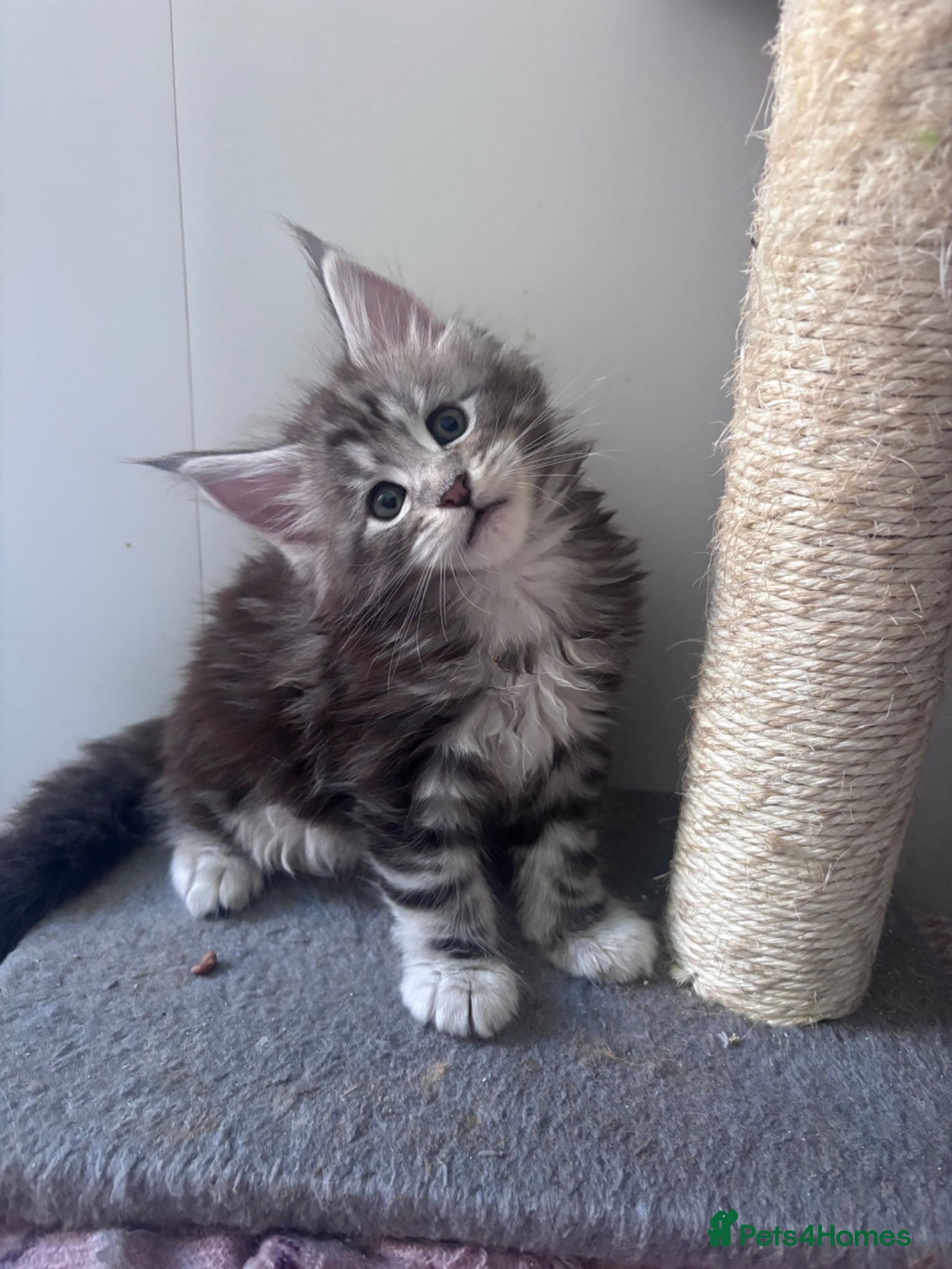 Maine Coon cats Stunning TICA Registered Mainecoons - Advert 1