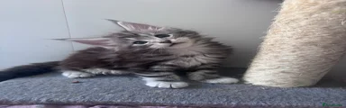 Maine Coon Kitten 1 Joey 