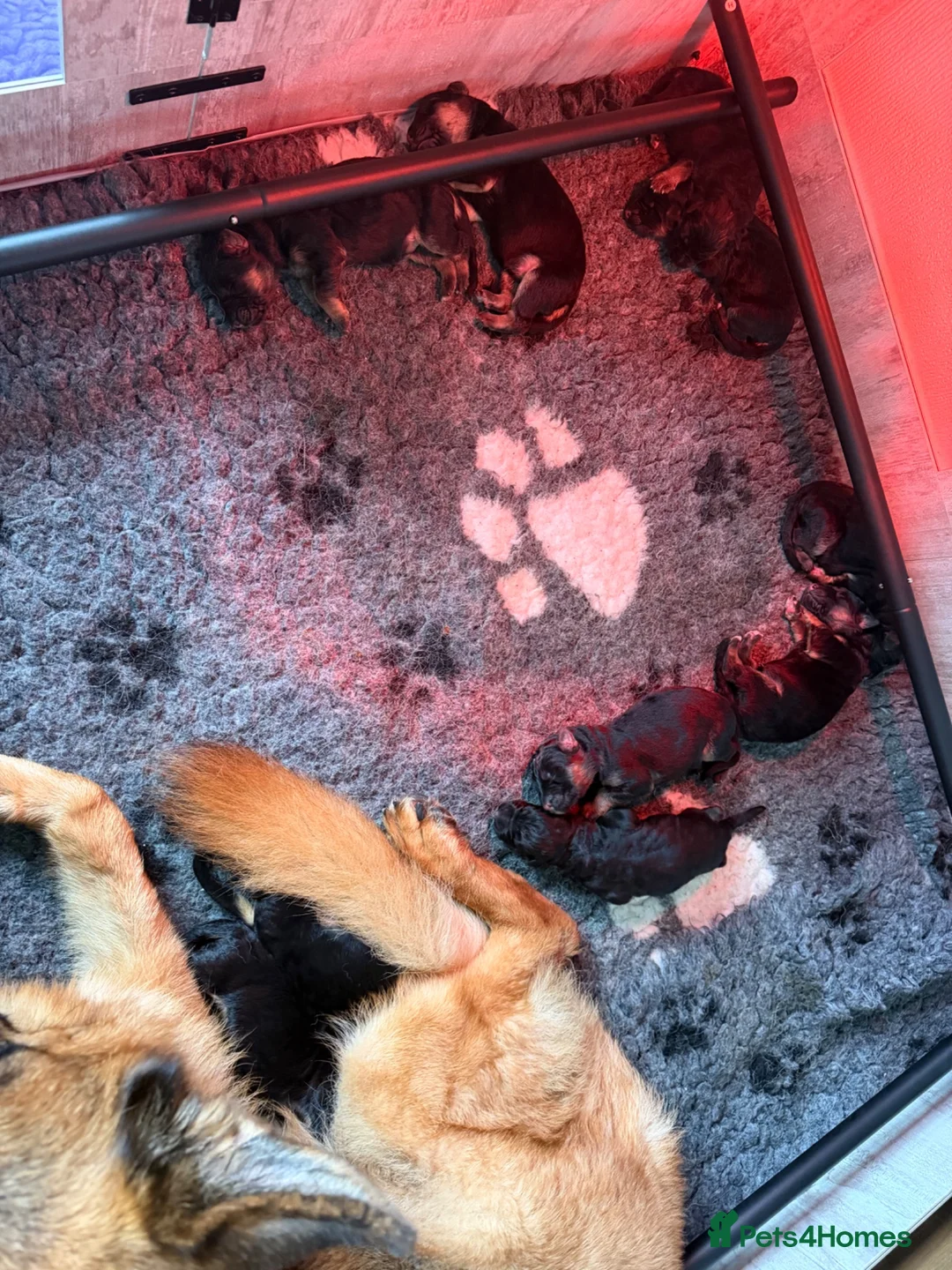 German Shepherd dogs for sale: German Shepard Super Litter! - Advert 4