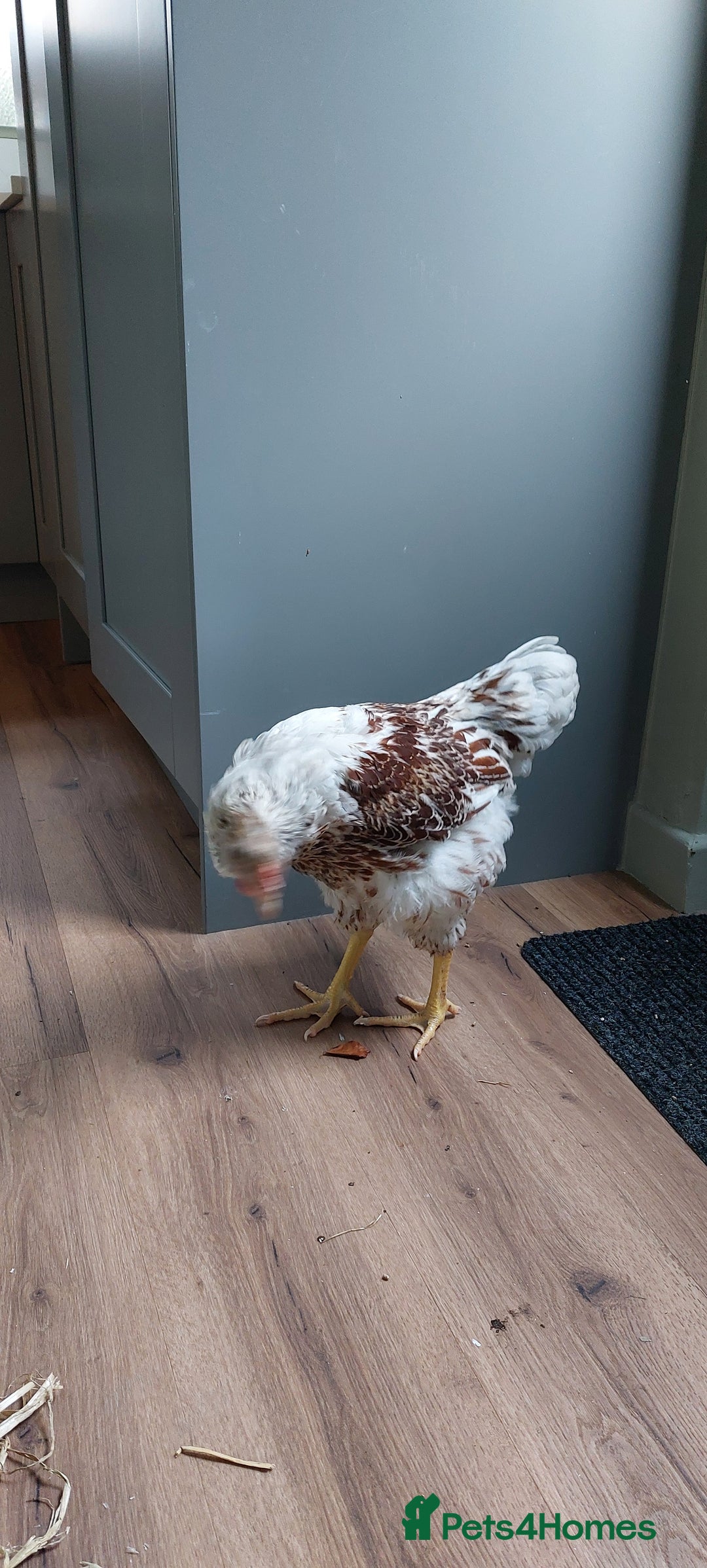 Chickens poultry for sale: Buff laced wyandotte cockeral  - Advert 3