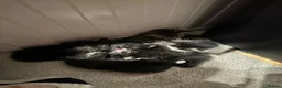 Mixed Breed cats for sale: 5 little kittens looking for their forever home  - Advert 4
