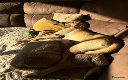 Mixed Breed dogs for sale: New foster or adoption home needed🏡 - Image 4