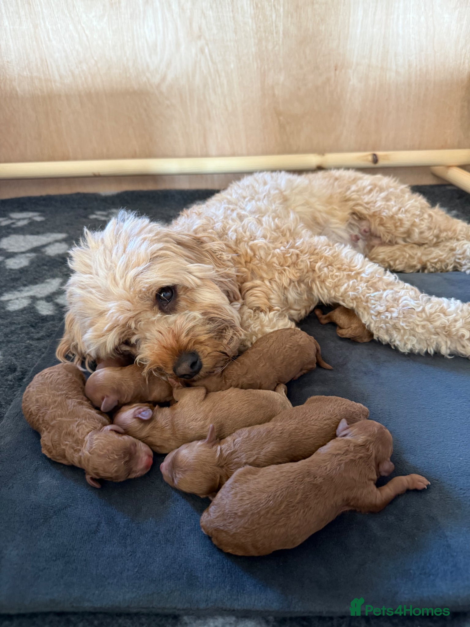 Cavapoo dogs Stunning fox red Cavapoo puppies 🐾 - Advert 7