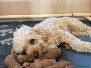 Cavapoo dogs 1 LEFT - Stunning fox red Cavapoo puppies 🐾 - Advert 3