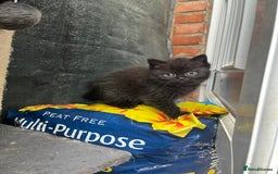 Persian cats for sale: Mixed breed persians - Image 5
