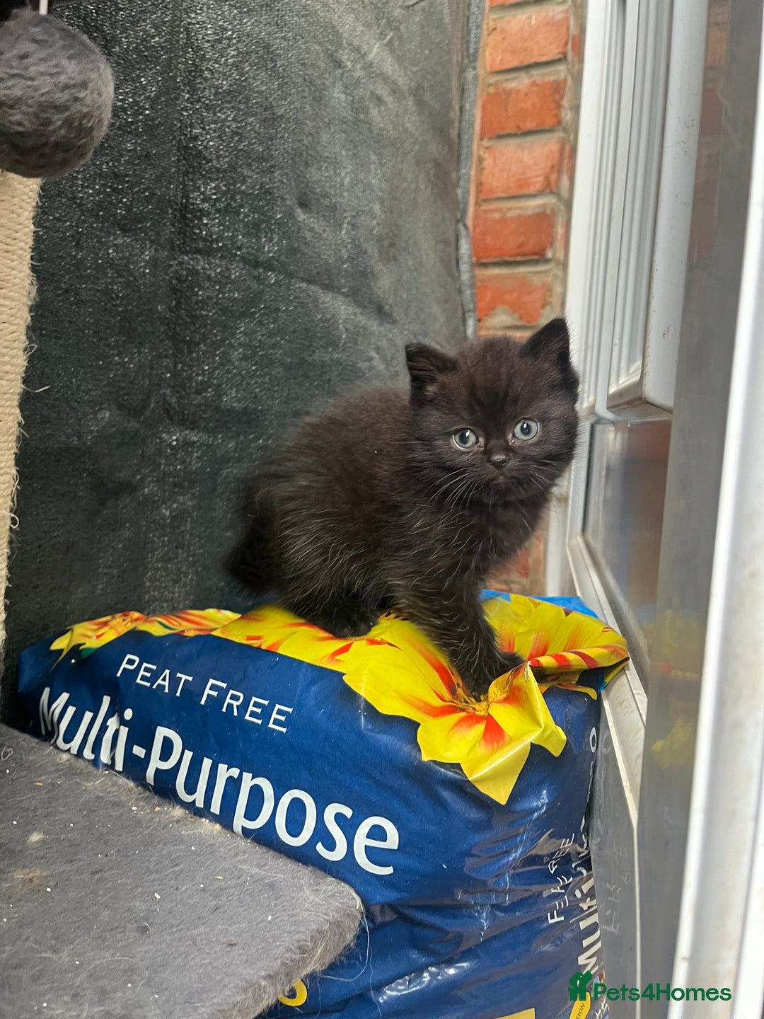 Persian cats for sale: Mixed breed persians - Image 5
