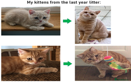 British Shorthair cats for sale: Rare colors British Shorthair kittens - Image 15