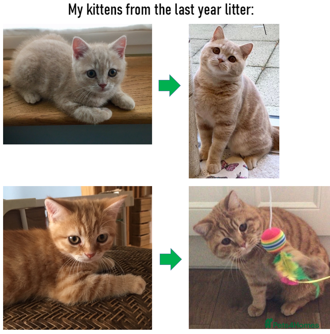 British Shorthair cats for sale: Rare colors British Shorthair kittens - Image 15