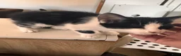 Mixed Breed cats for sale: Beautiful young male cat  - Advert 3