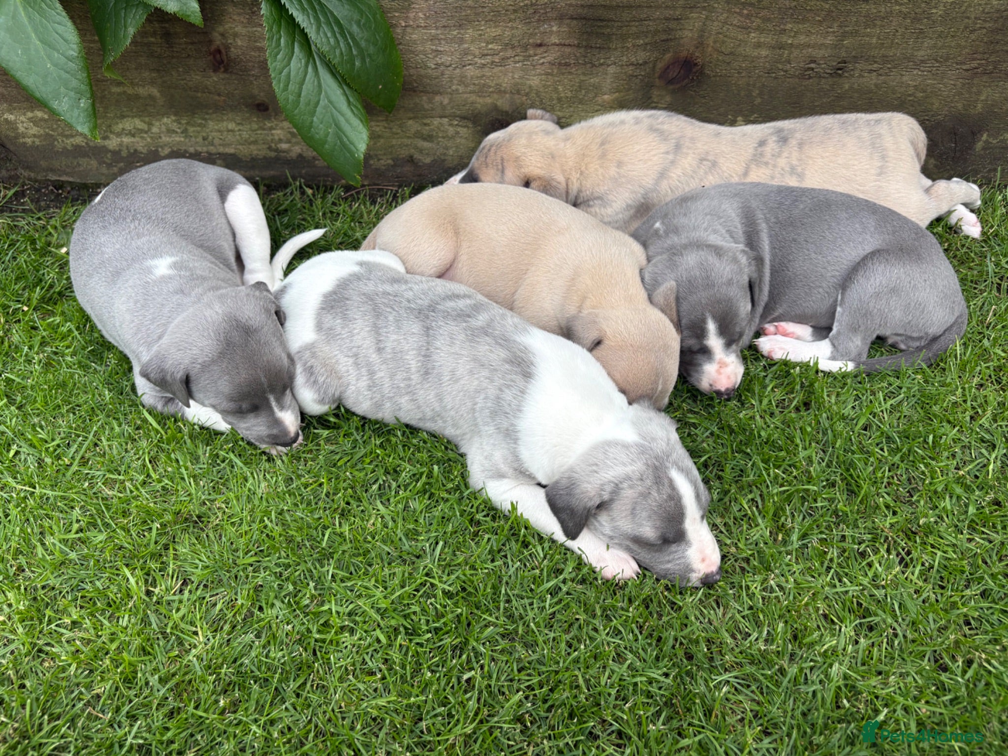 Whippet dogs STUNNING KC registered whippets for sale  - Advert 2
