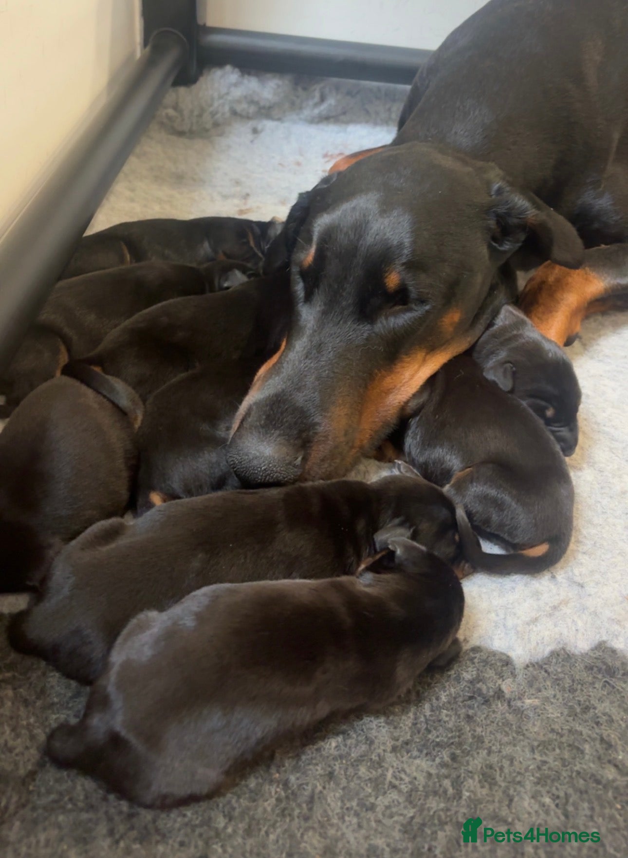 Dobermann dogs KC registered Dobermann puppies  - Advert 1