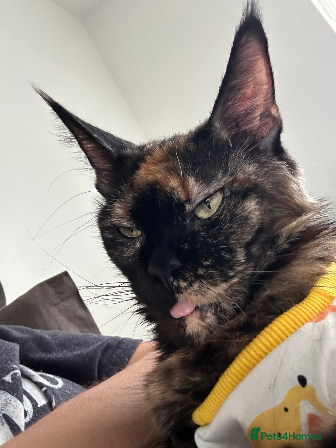 Maine Coon cats for sale: Absolutely amazing ex queen 👸🏻  - Image 3