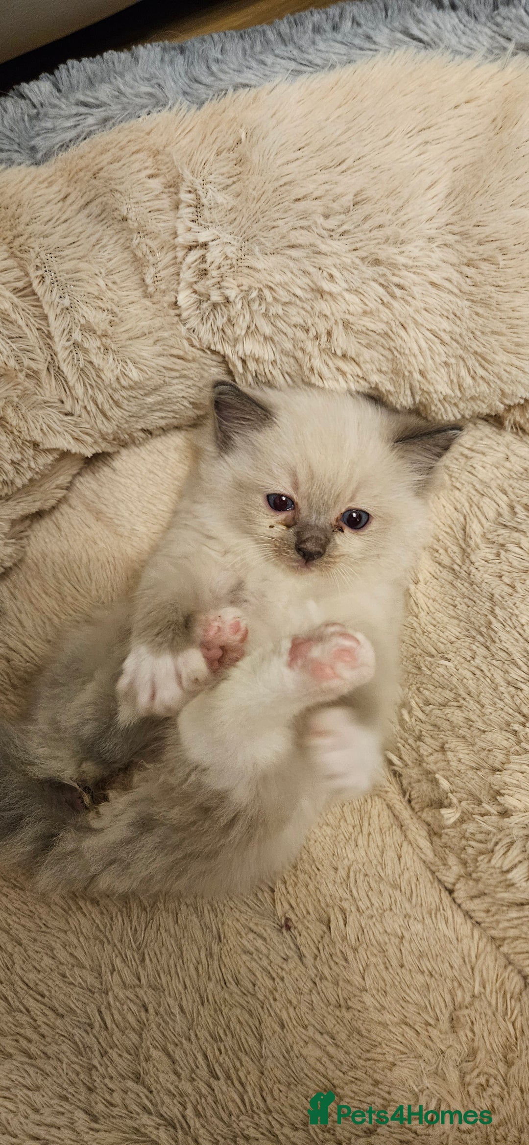 Ragdoll cats for sale: Beautiful Rag Doll Girl - Available Now - Advert 2