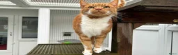 Domestic Shorthair cats for adoption: Simba - Advert 1